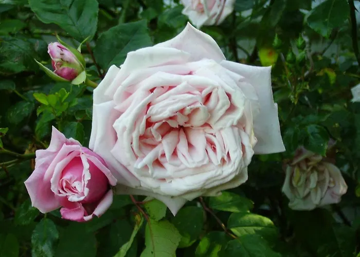 Koogsbauernhaus * Tumlauer Koog