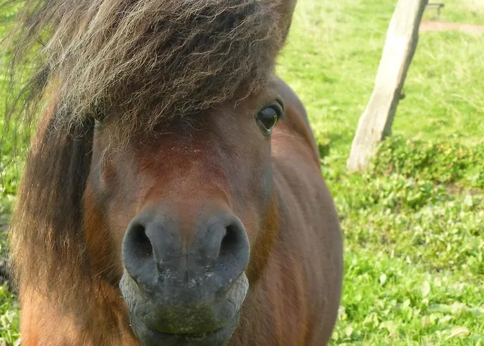 Koogsbauernhaus Apartamento