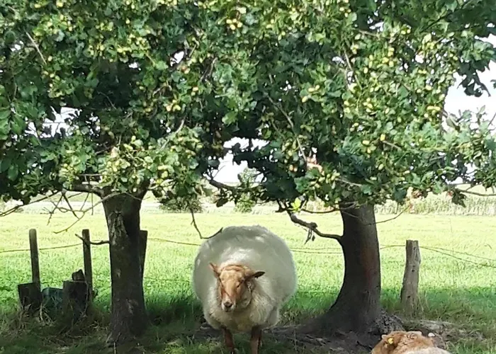 Koogsbauernhaus Apartamento *